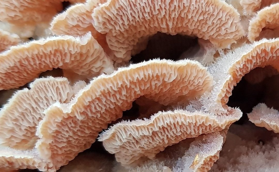 Het perfecte plaatje